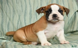 Beabull dogs for sale: Kenton - Image 4