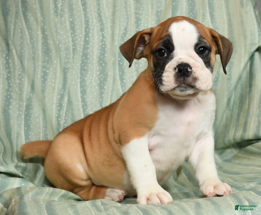 Beabull dogs for sale: Kenton - Image 4