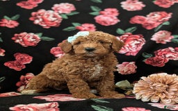 Mini Goldendoodle dogs for sale: Juliana Genetic Testing - Image 2