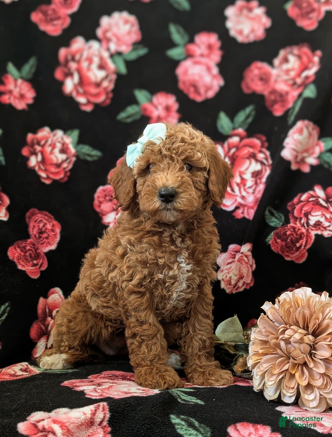 Mini Goldendoodle dogs for sale: Juliana Genetic Testing - Image 2