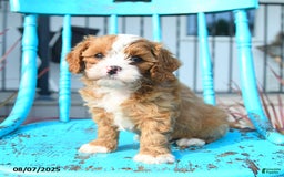 Cavapoo dogs for sale: Abby - Image 4