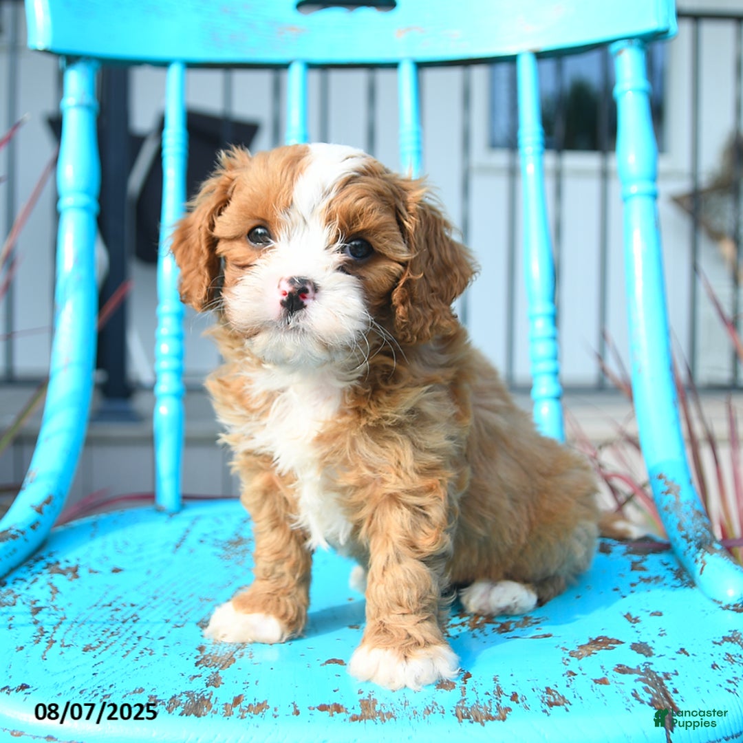 Cavapoo dogs for sale: Abby - Image 4