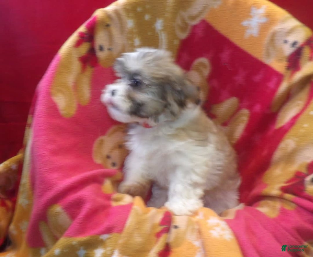 Malshi dogs for sale: Vivi - Image 4