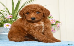 Miniature Poodle dogs for sale: Ranae - Image 2