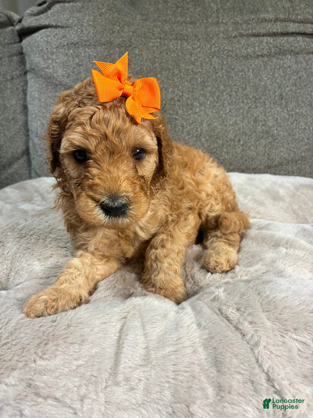 Mini Goldendoodle dogs for sale: Sandy - Image 2