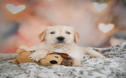 Goldendoodle dogs for sale: Rusty - Image 4