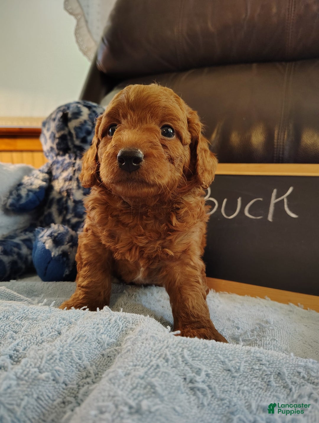 Mini Goldendoodle dogs for sale: Buck - Image 6