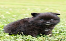 Pomeranian dogs for sale: Leno - Image 2