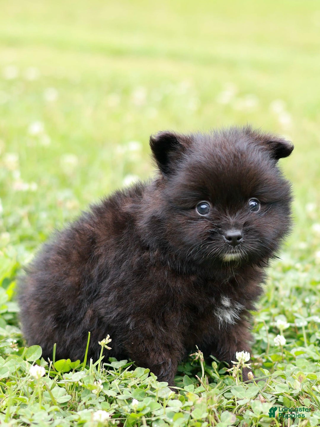 Pomeranian dogs for sale: Leno - Image 2