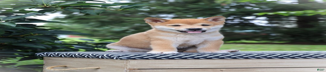 Bandit