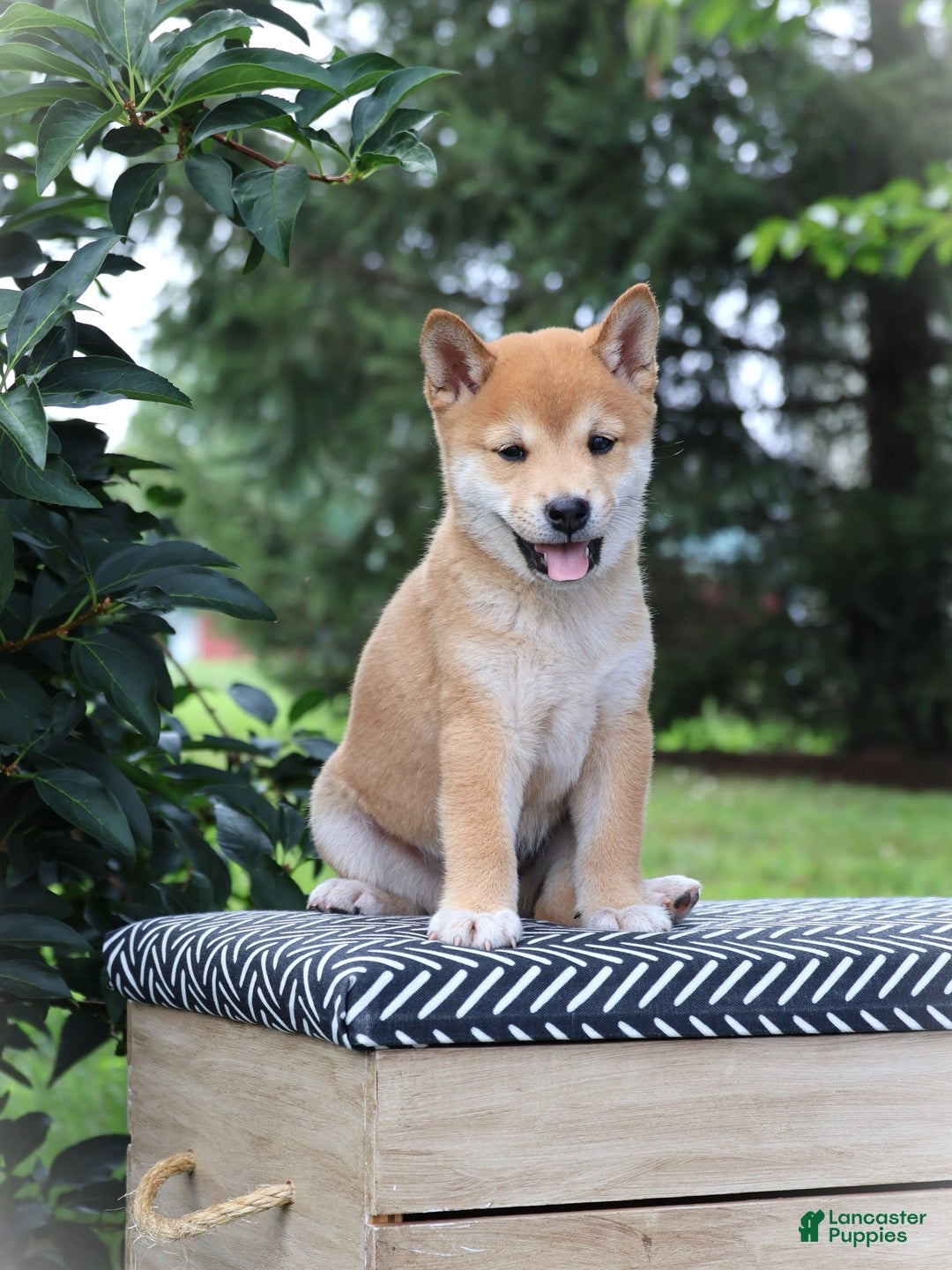 Shiba Inu dogs for sale: Bandit - Image 1