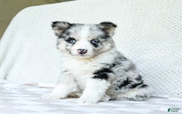 Pomsky dogs for sale: Bindy - Image 1