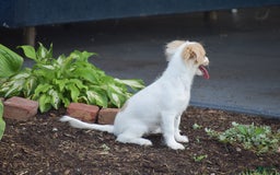 Cavapoo dogs for sale: Hana - Image 5