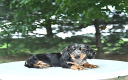 Miniature Dachshund dogs for sale: Fiona - Image 7