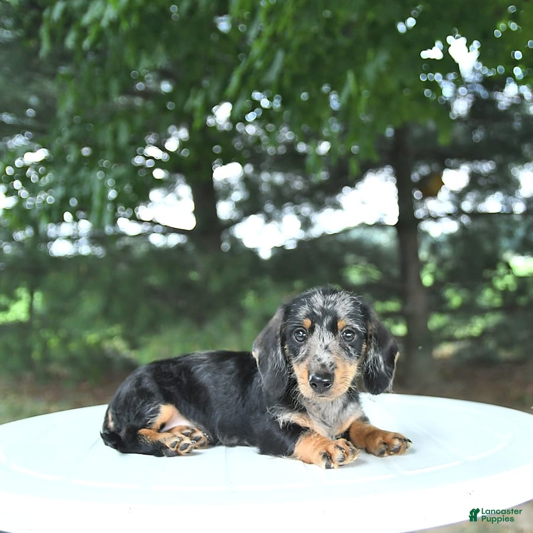 Miniature Dachshund dogs for sale: Fiona - Image 7