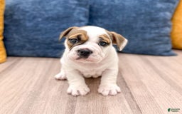 Beabull dogs for sale: Darla - Image 3