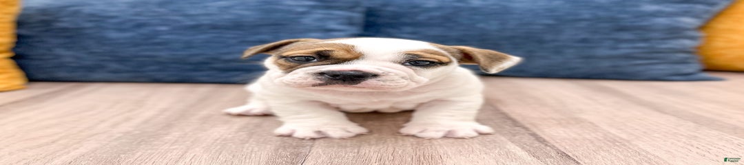 Darla