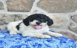 Goldendoodle dogs for sale: Sparkle - Image 2