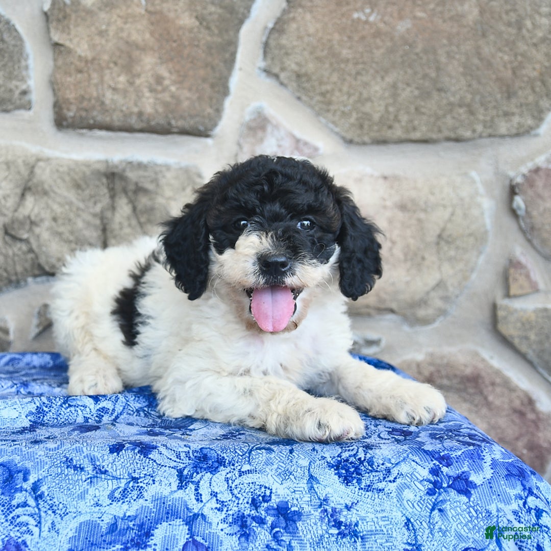 Goldendoodle dogs for sale: Sparkle - Image 2