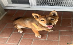 Shiba Inu dogs for sale: Tsuki - Image 3