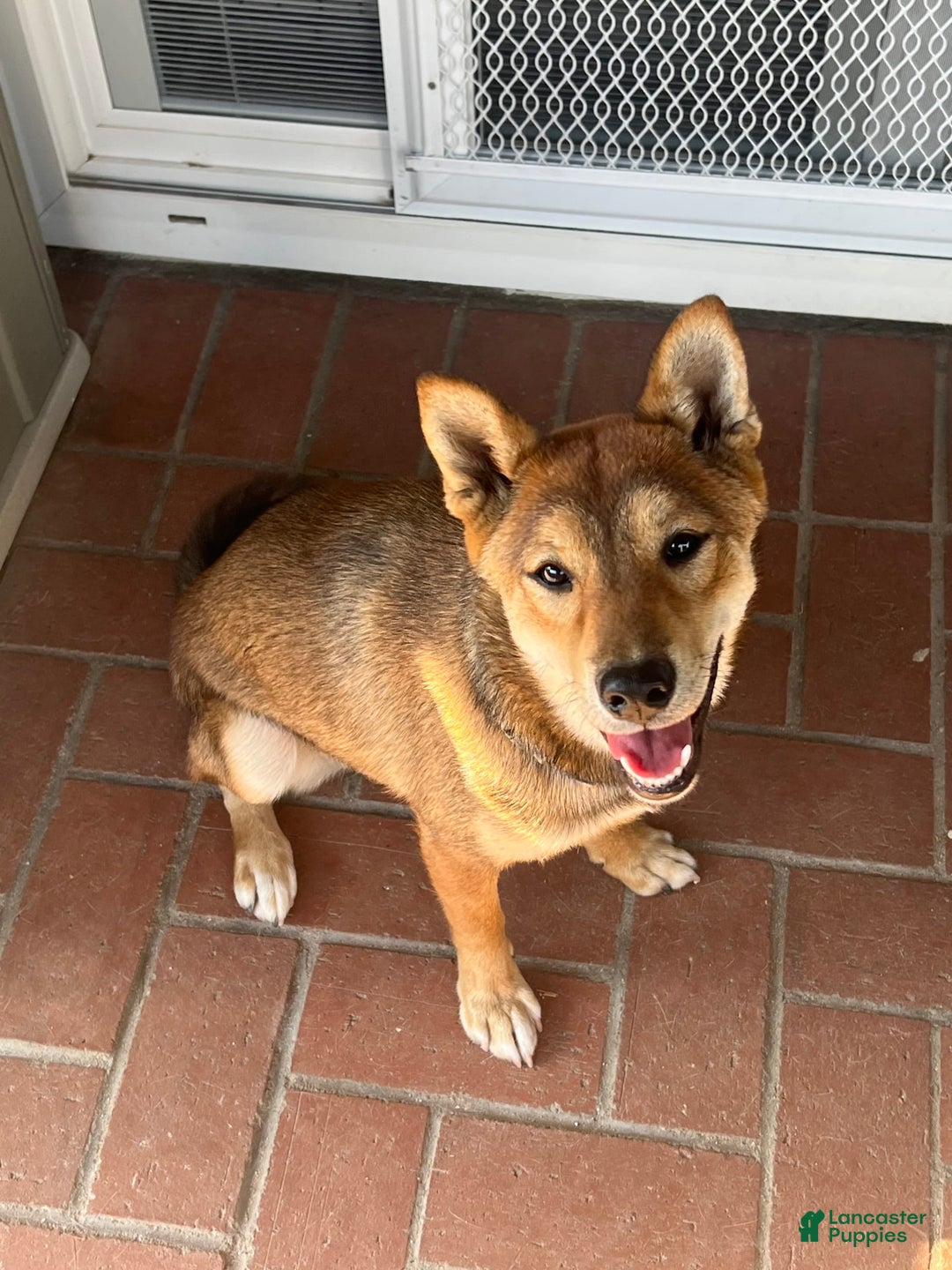 Shiba Inu dogs for sale: Tsuki - Image 3