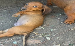 Miniature Dachshund dogs for sale: Twins - Image 26