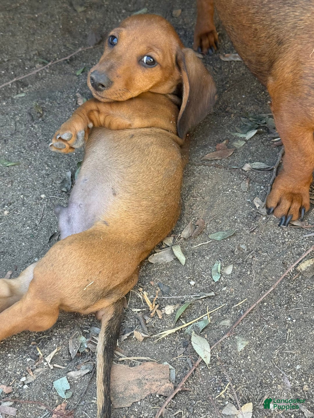 Miniature Dachshund dogs for sale: Twins - Image 26