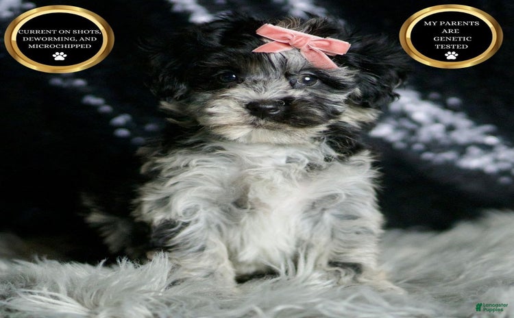 Maltipoo dogs - Advert 38