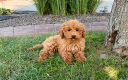Cockapoo dogs for sale: Terry - Image 10