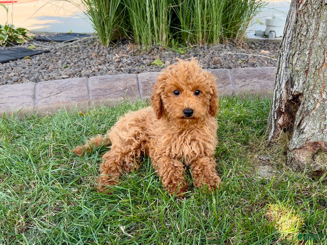 Cockapoo dogs for sale: Terry - Image 10