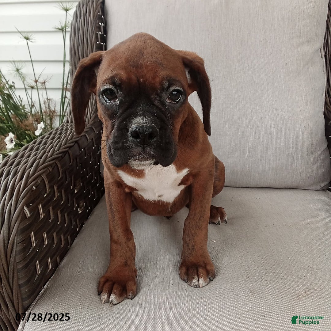 Boxer dogs for sale: Billy - Image 3