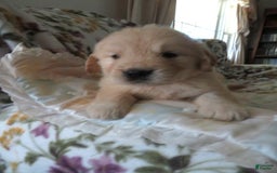 Golden Retriever dogs for sale: Erin - Image 31
