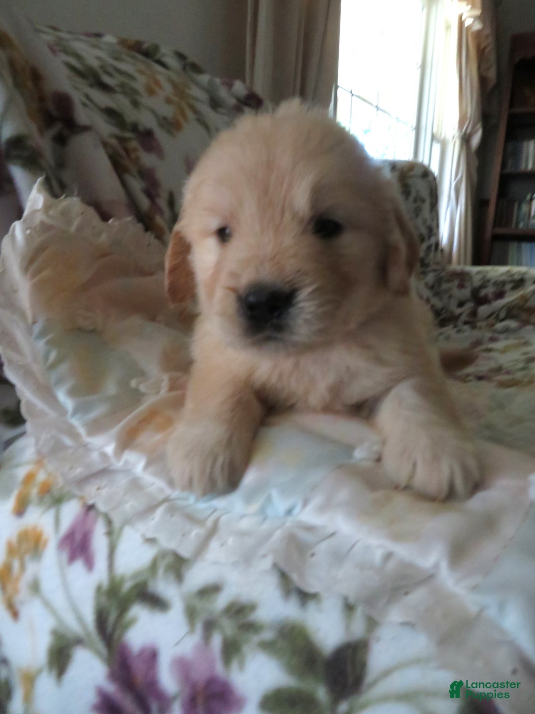 Golden Retriever dogs for sale: Erin - Image 31