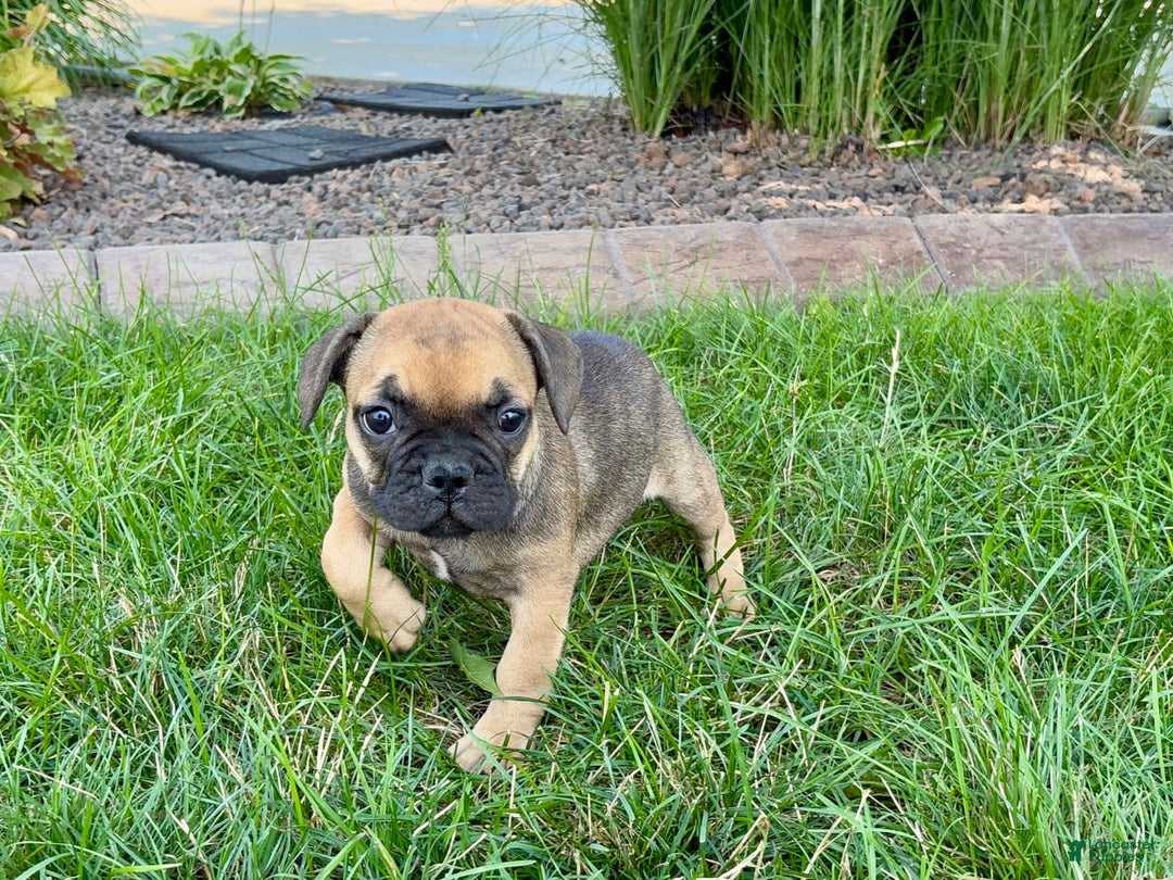 French Bulldog dogs for sale: Candice - Image 7