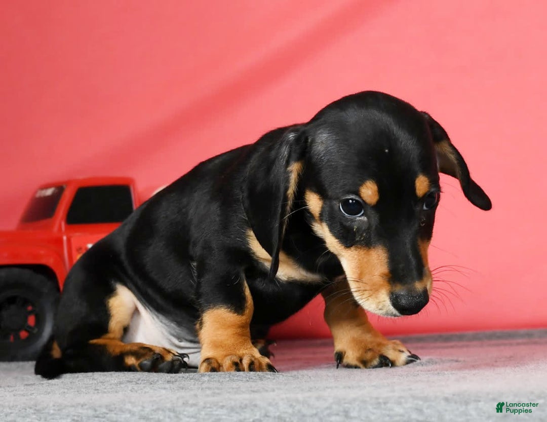 Miniature Dachshund dogs for sale: Dakota - Image 1