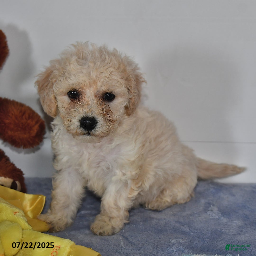Bichpoo dogs for sale: Cinderella - Image 3