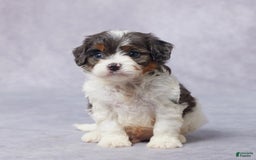 Cavapoo dogs for sale: Drake - Image 10