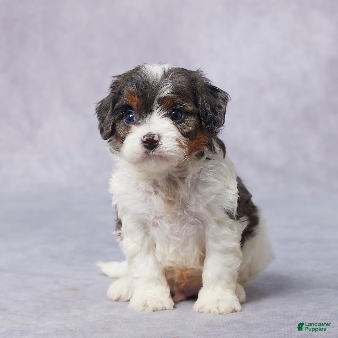 Cavapoo dogs for sale: Drake - Image 10