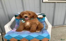 Goldendoodle dogs for sale: Kobe F2b - Image 2