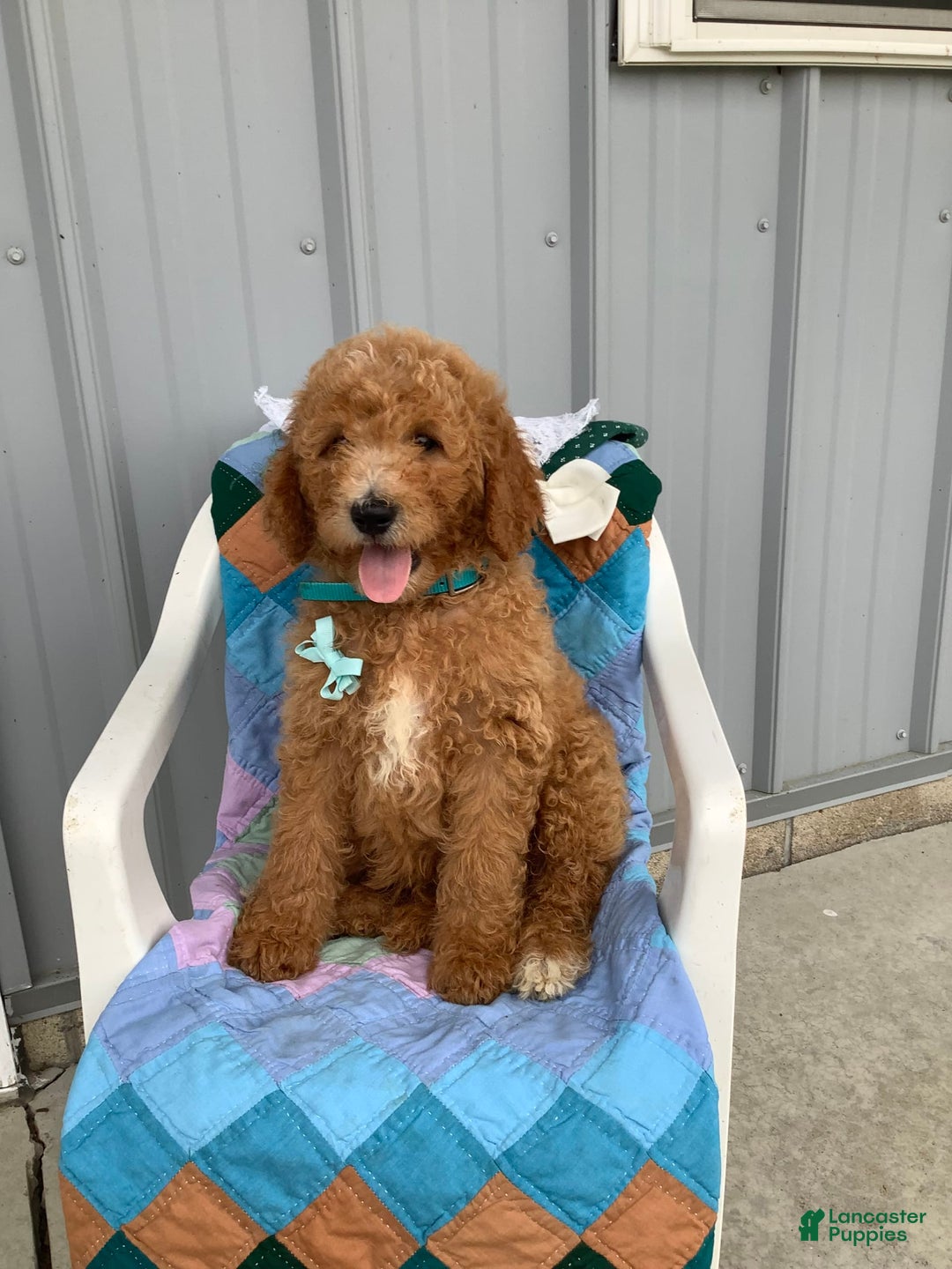 Goldendoodle dogs for sale: Kobe F2b - Image 2
