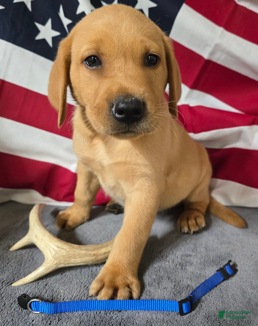 Labrador Retriever dogs for sale: Blue Collar - Image 1