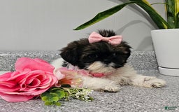 Shih Tzu dogs for sale: Tiny Tiff ❤️ - Image 33