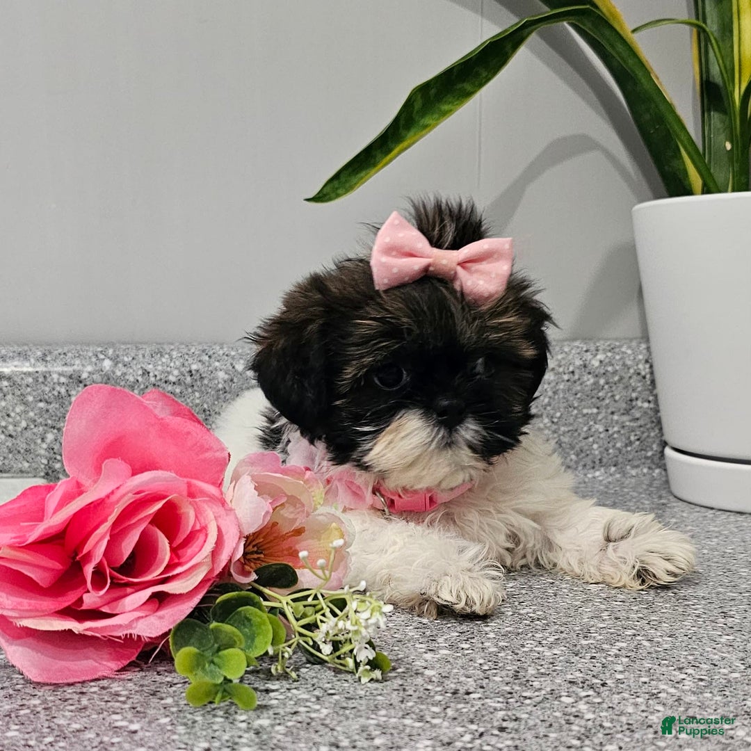 Shih Tzu dogs for sale: Tiny Tiff ❤️ - Image 33