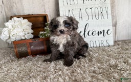 Cavapoo dogs for sale: Fable - Image 12