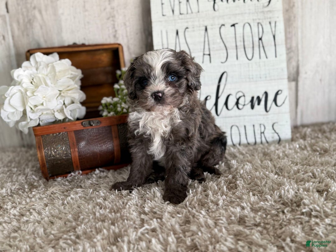 Cavapoo dogs for sale: Fable - Image 12