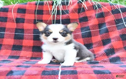 Welsh Corgi Pembroke dogs for sale: Stella - Image 5