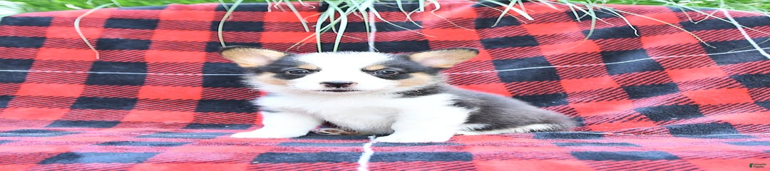 Stella