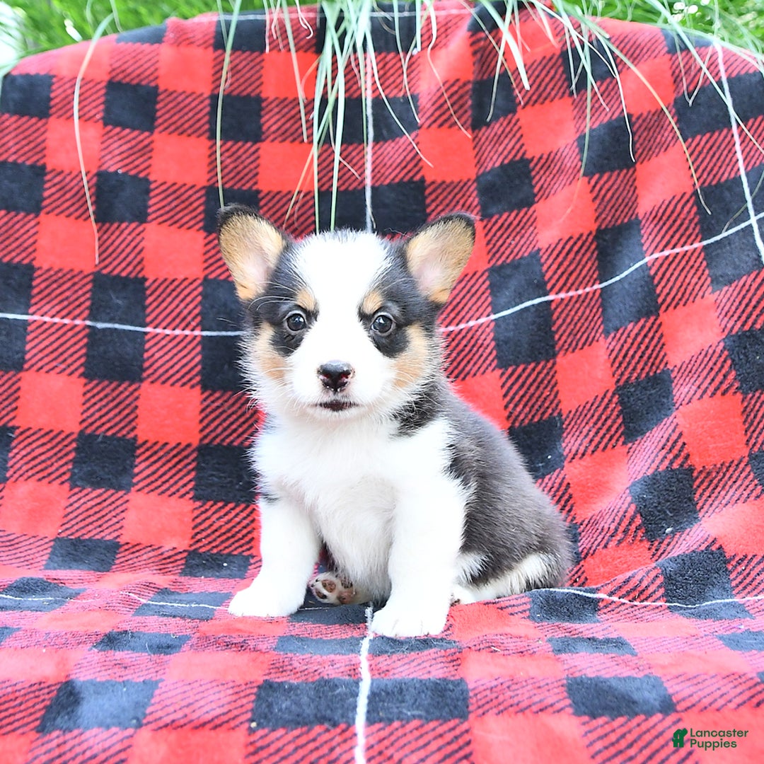Welsh Corgi Pembroke dogs for sale: Stella - Image 5