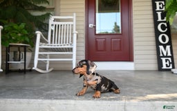 Miniature Dachshund dogs for sale: Shela - Image 2