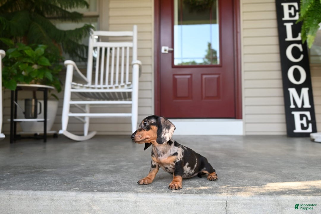Miniature Dachshund dogs for sale: Shela - Image 2